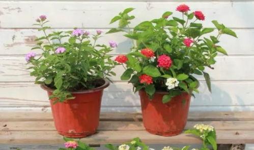 手游龙吟最新爆料视频大全,精彩视频大盘点,揭秘神秘新内容 第3张 手游龙吟最新爆料视频大全,精彩视频大盘点,揭秘神秘新内容 第3张